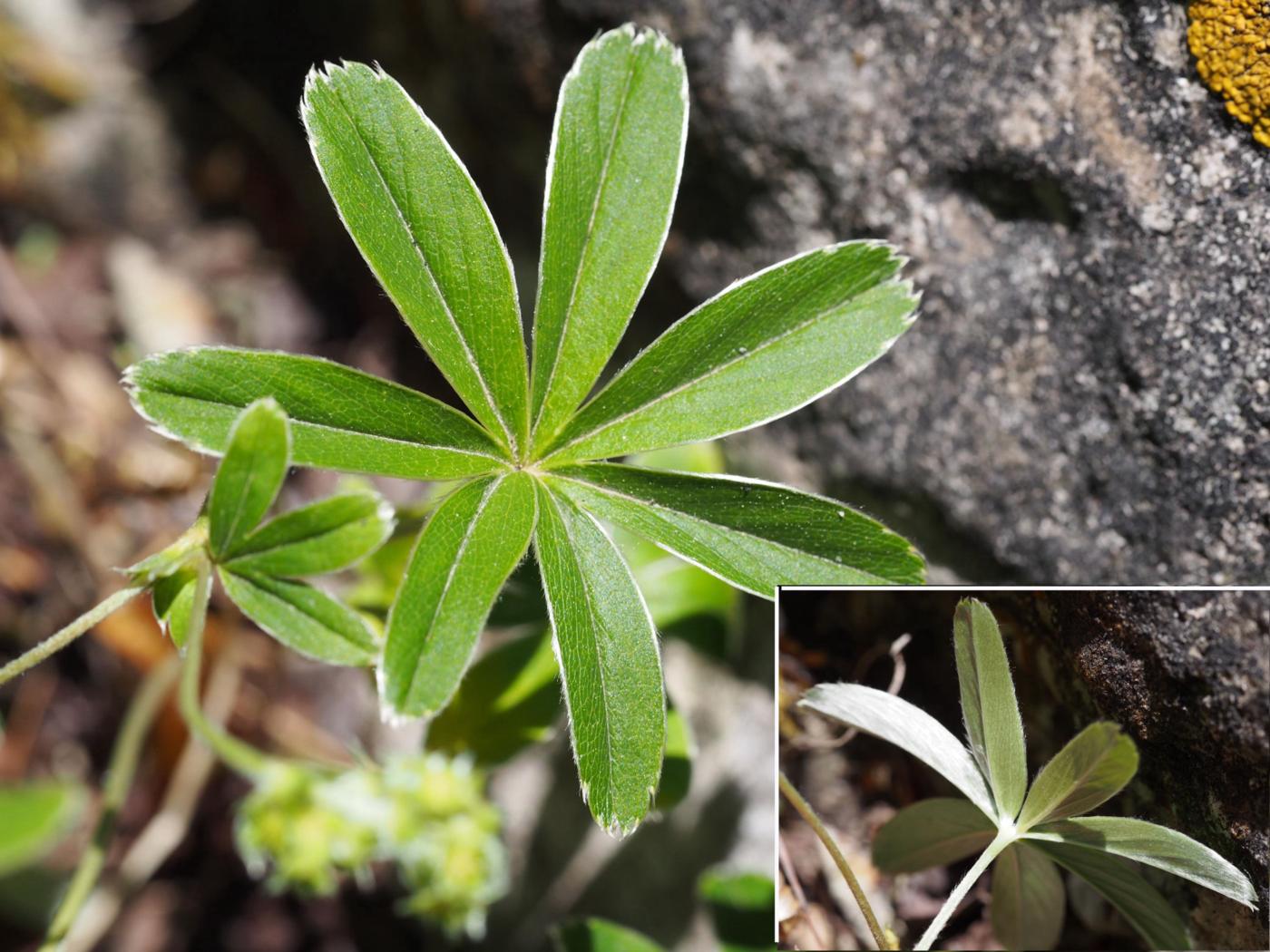 Lady's Mantle, [of the Causse] leaf